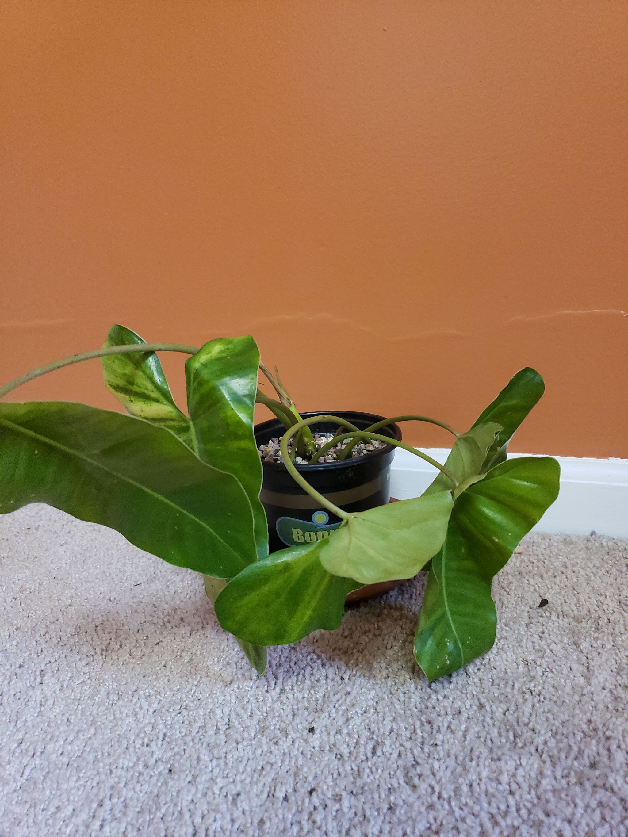 Photo from the post