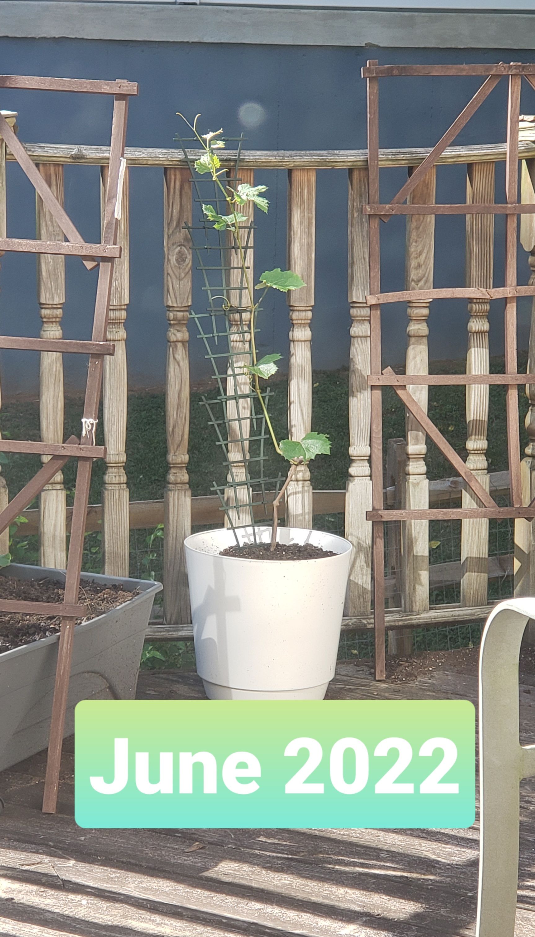 Brussels Sprouts Is Not an Annual 🥦