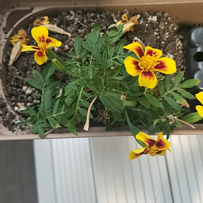 Marigold