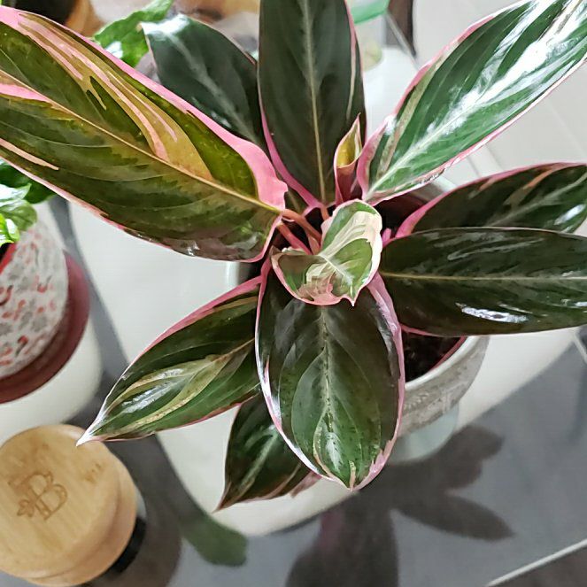 Photo of the plant species Triostar Stromanthe by @DapperPineapple named Delilah on Greg, the plant care app