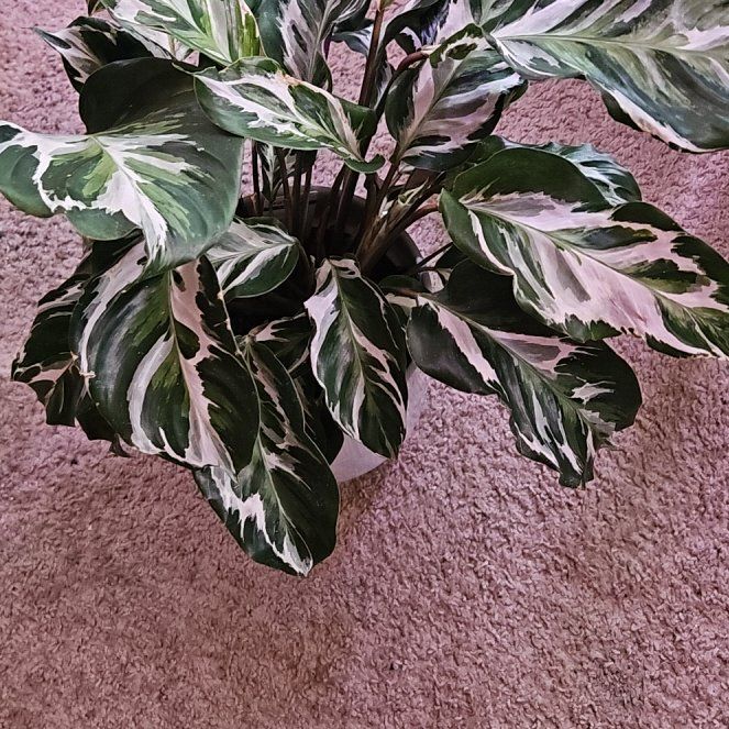 Photo of the plant species Calathea Stella by @DapperPineapple named Stella on Greg, the plant care app
