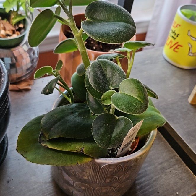Photo of the plant species Felted Peperomia by @DapperPineapple named Obbie on Greg, the plant care app