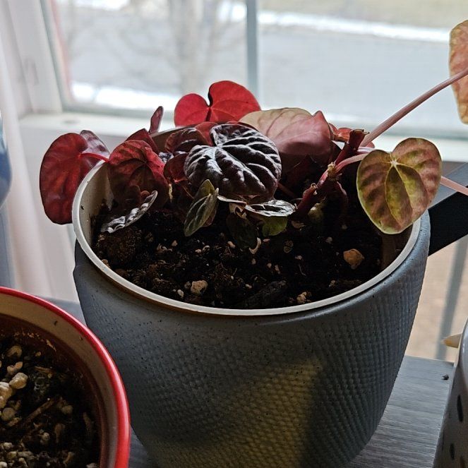 Photo of the plant species Peperomia Abricos by @DapperPineapple named Heath on Greg, the plant care app