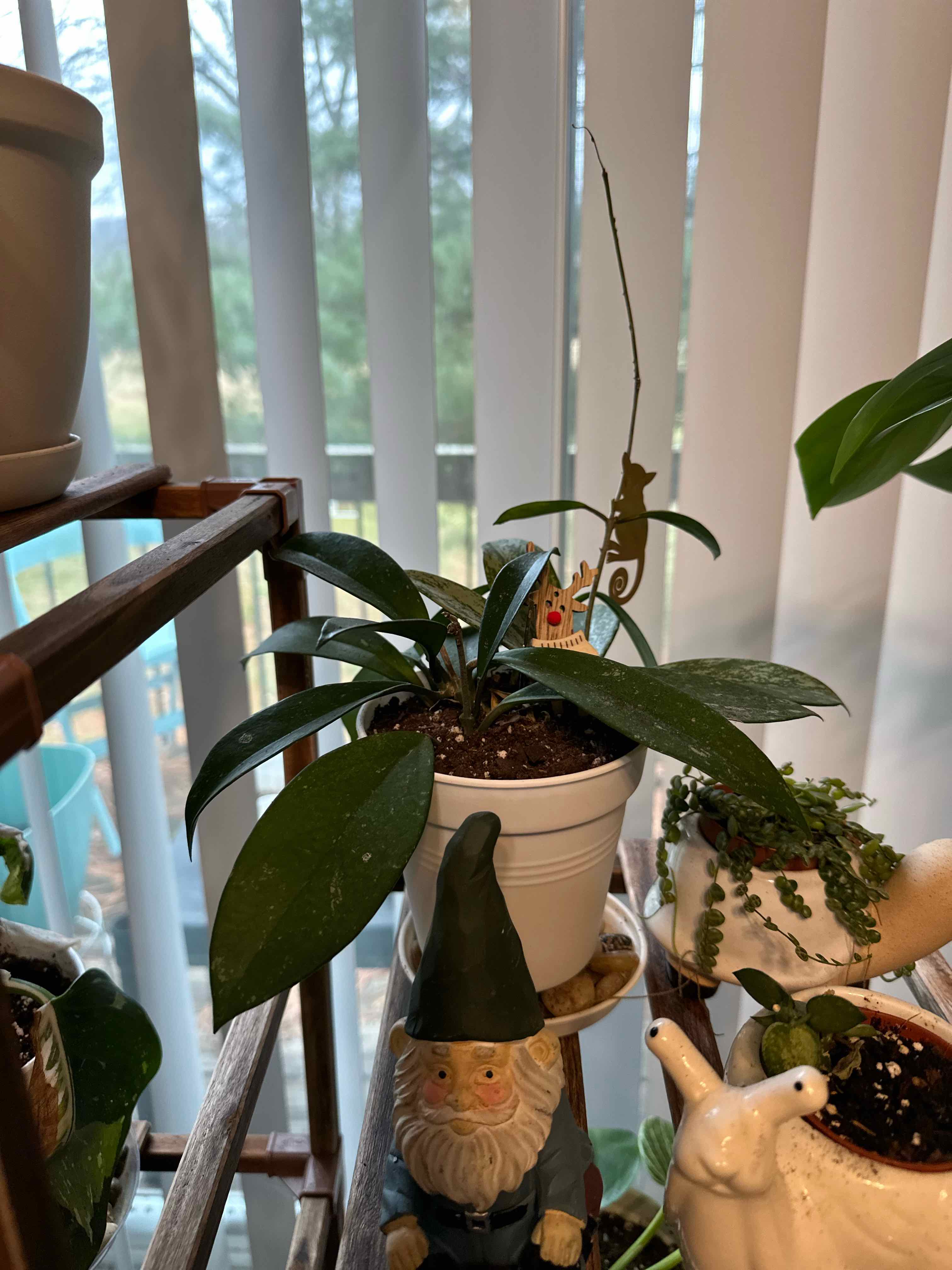 Hoya khroniana Silver Splash plant in a white pot on a shelf with decorative items.