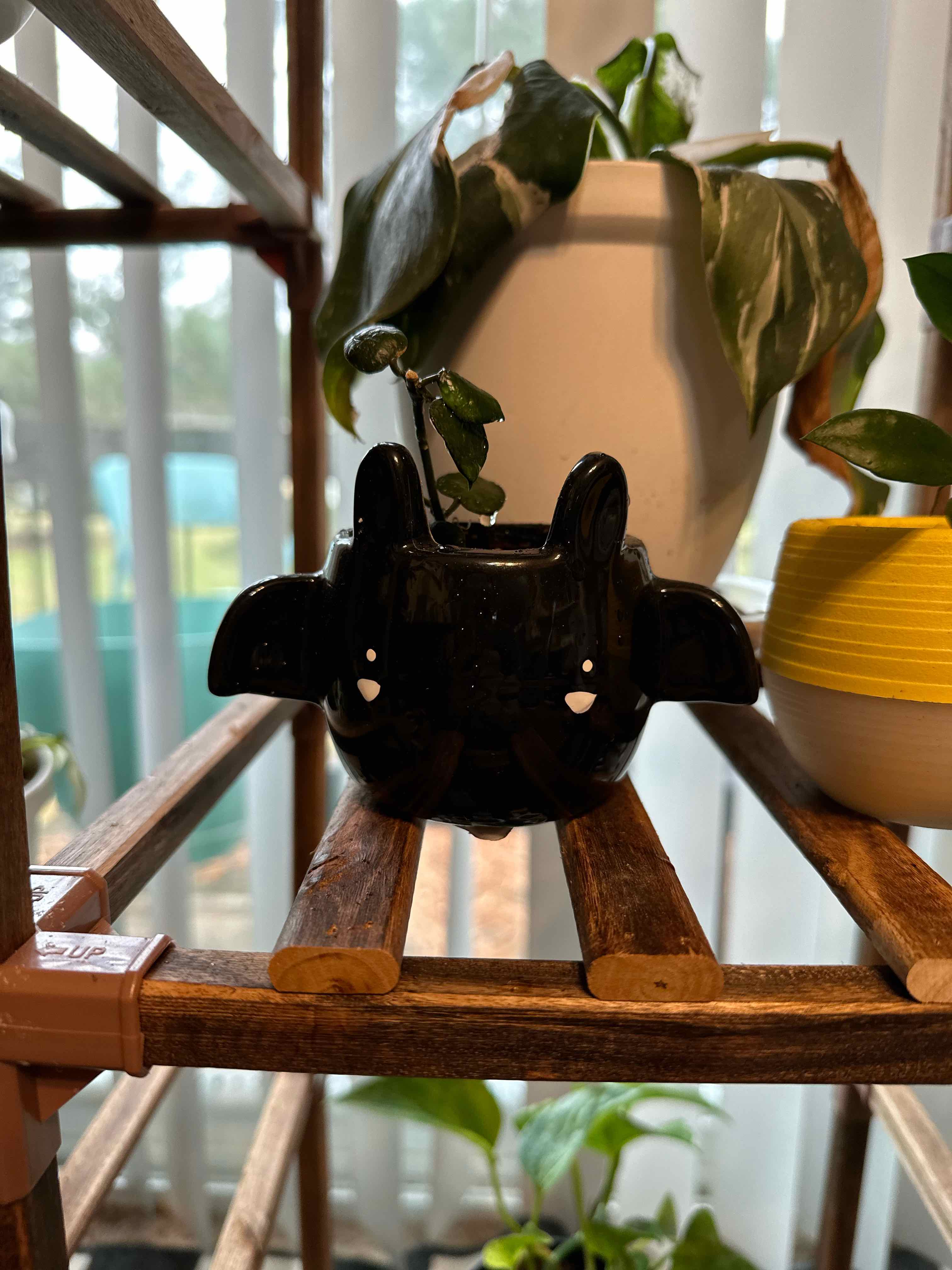Hoya krohniana black plant in a black pot on a wooden shelf with other plants in the background.