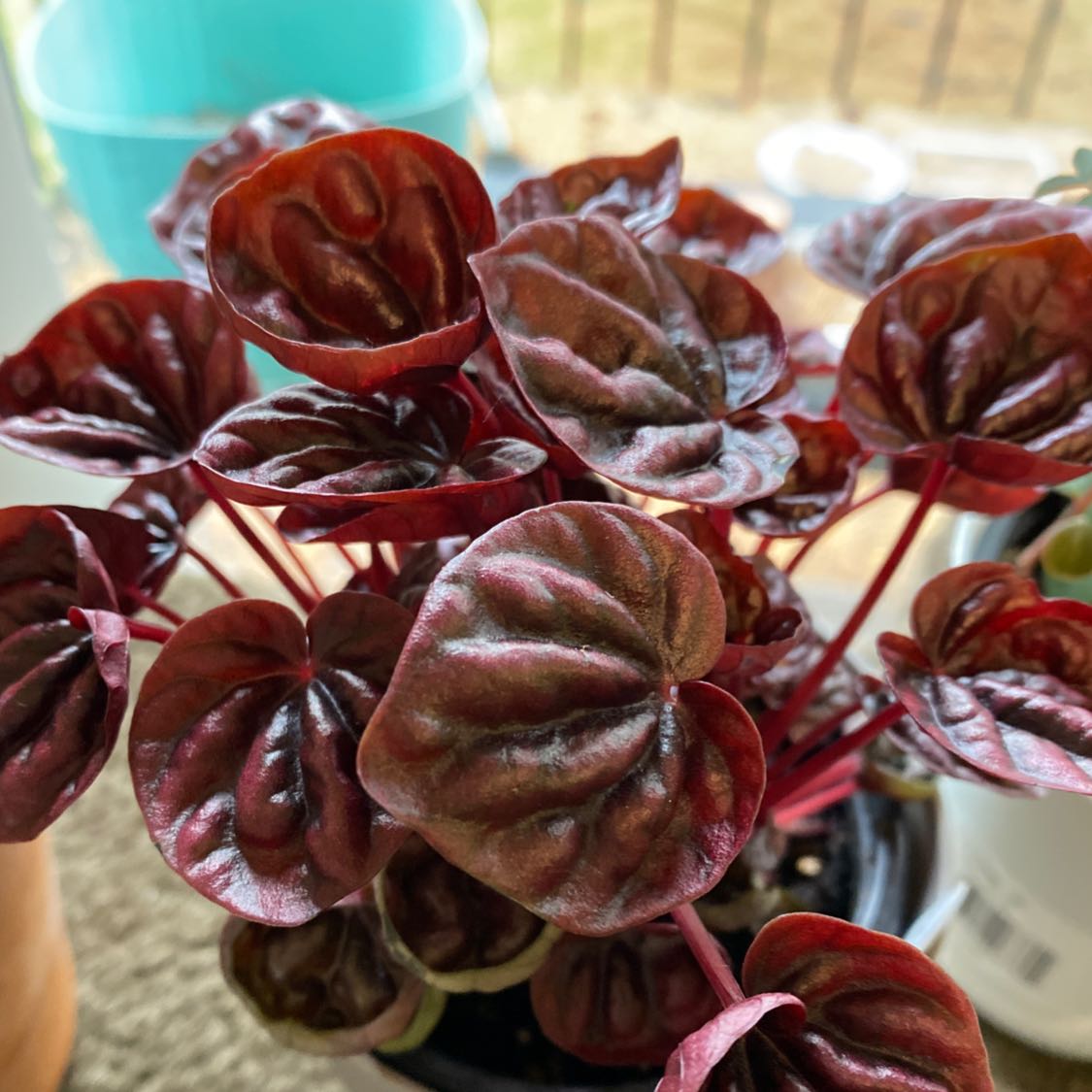 Schumi Red Peperomia plant with vibrant red leaves in a pot.