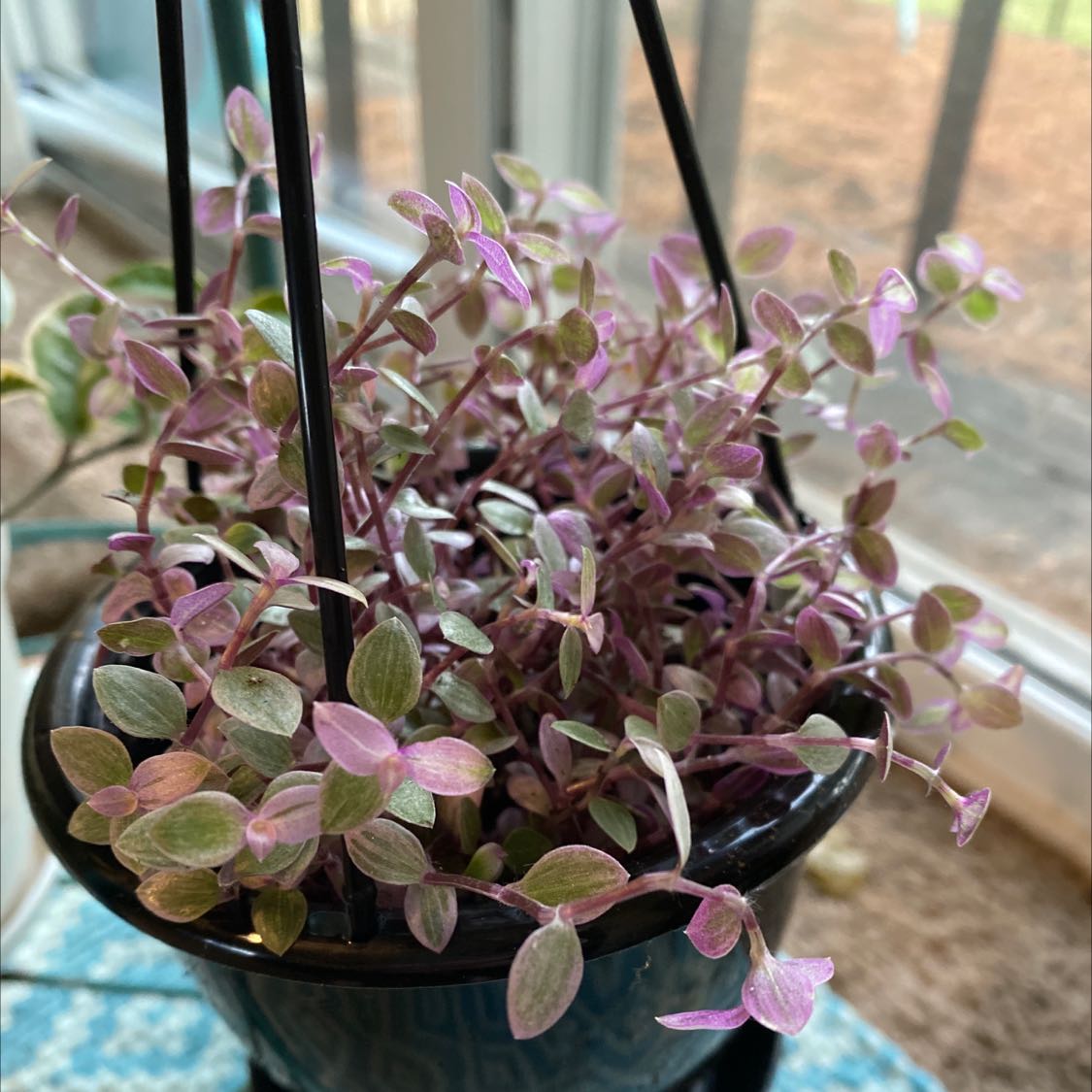 Pink Panther Tradescantia plant in a hanging pot with vibrant pink and green leaves.