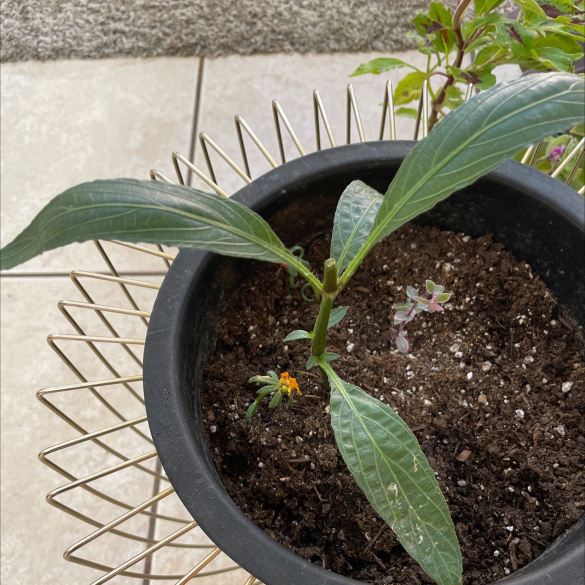 Potted Mexican Bluebell plant with green leaves and a small yellow flower.