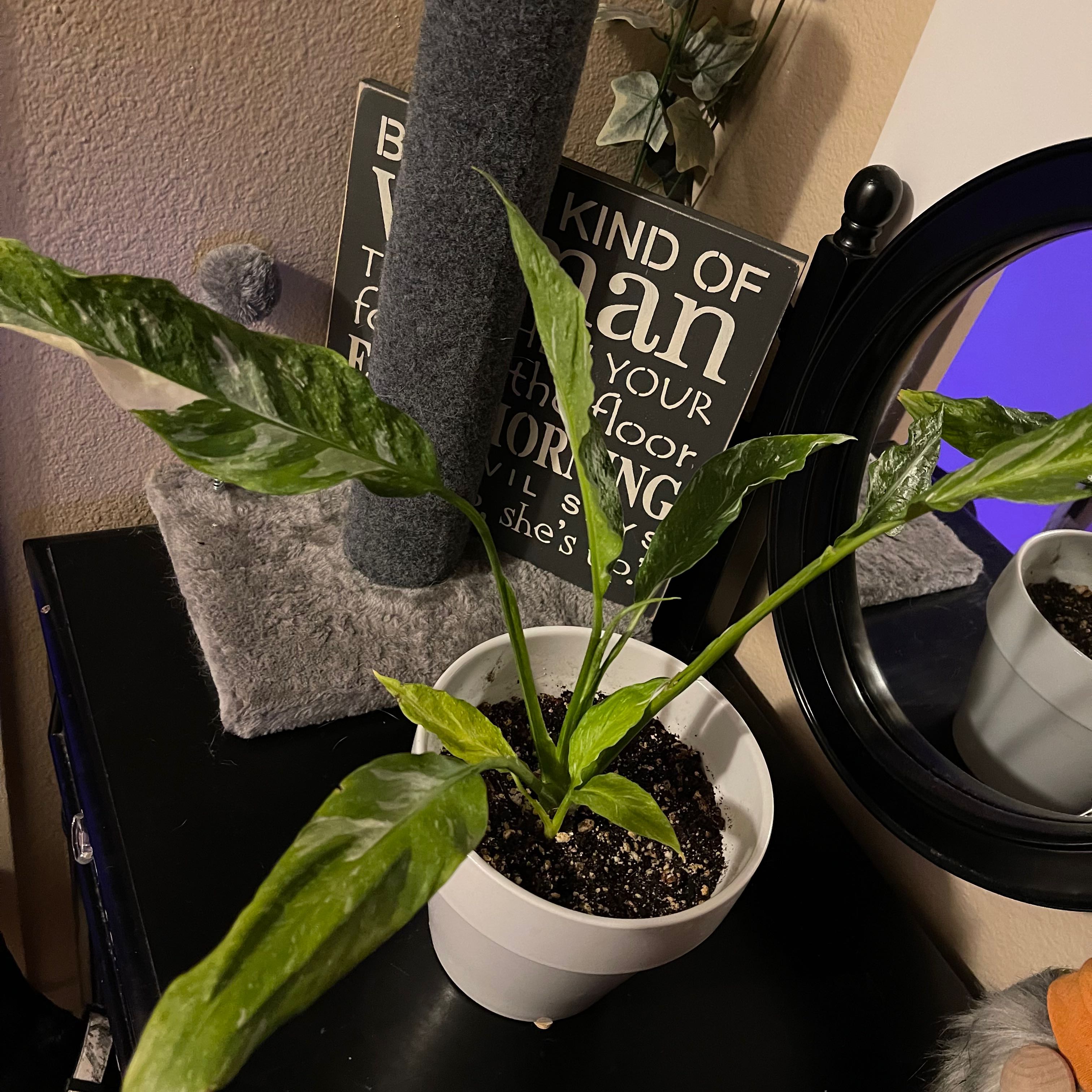 Variegated Peace Lily in a white pot on a dark surface with visible soil.