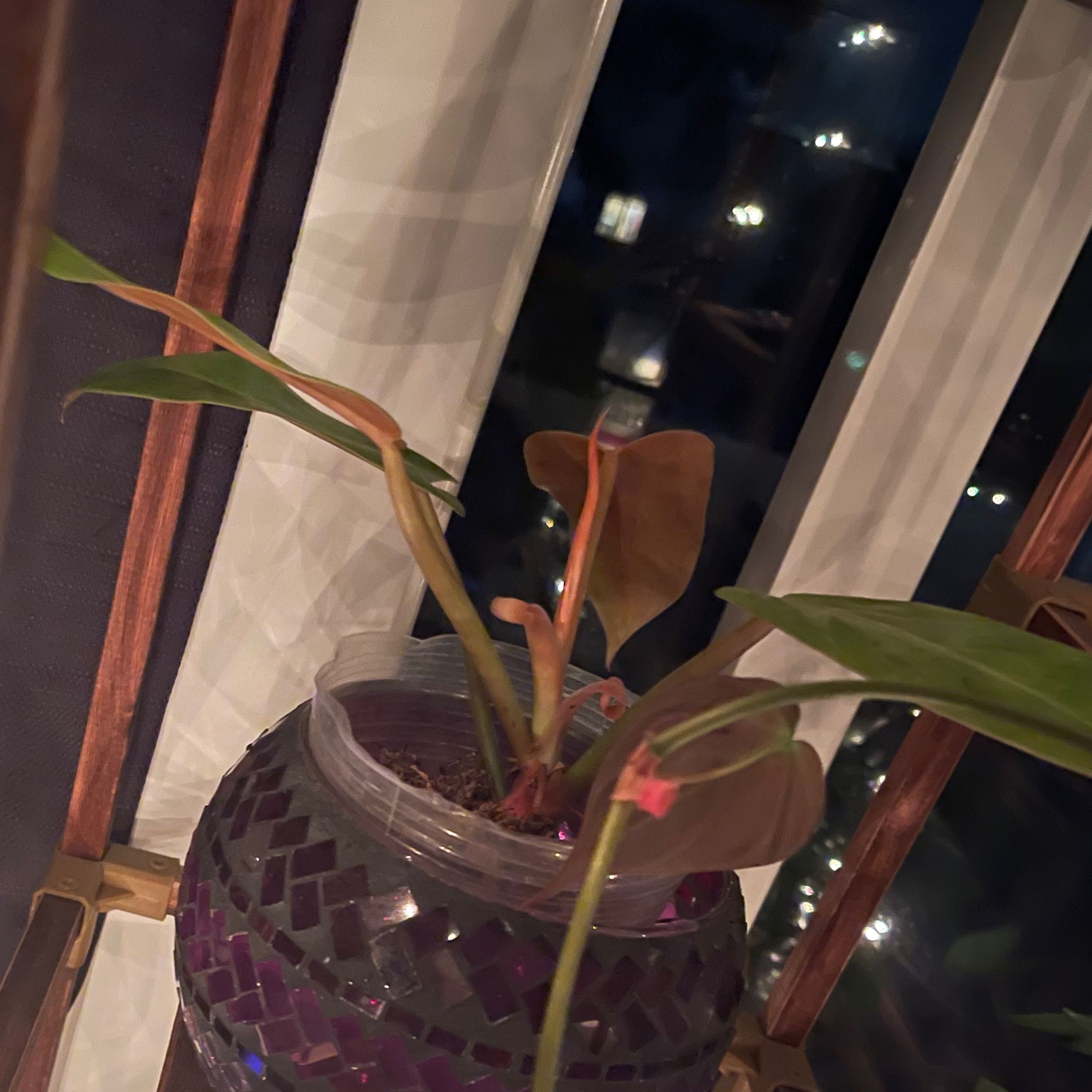 Photo of the plant species Philodendron Goldiana by @nicsolo22 named Goldiana on Greg, the plant care app