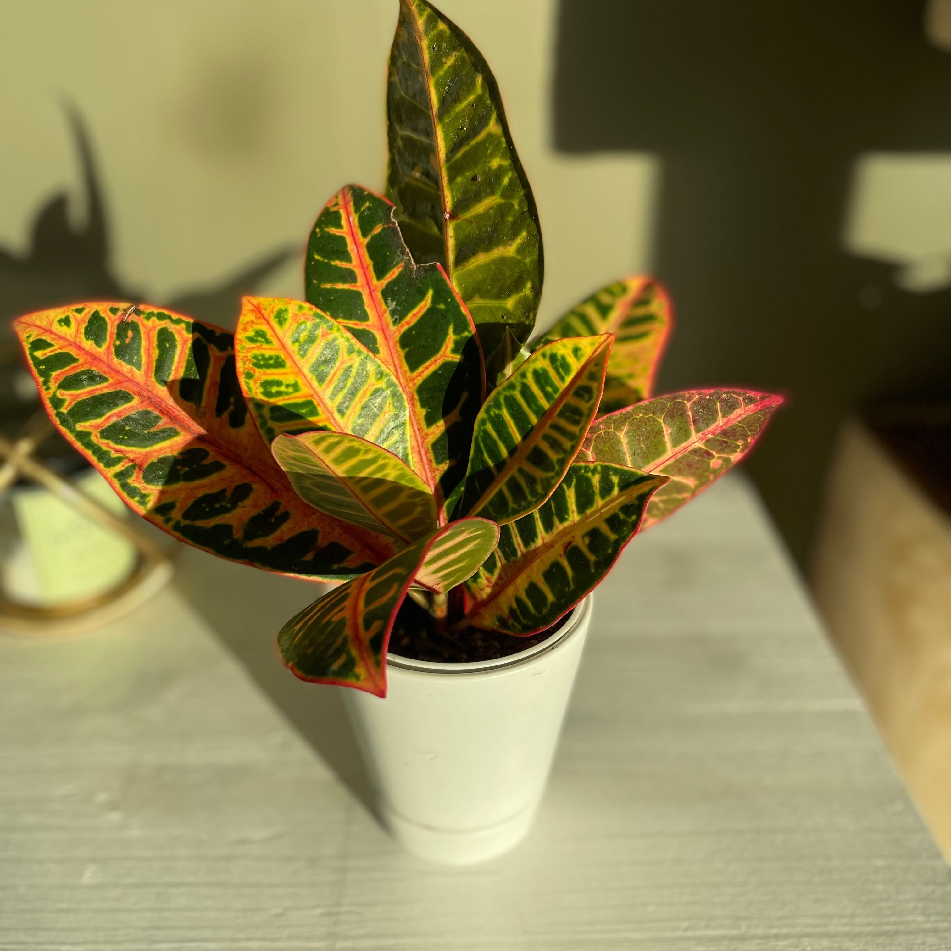 Photo of the plant species Croton 'Petra' by @likewise named Jessie on Greg, the plant care app