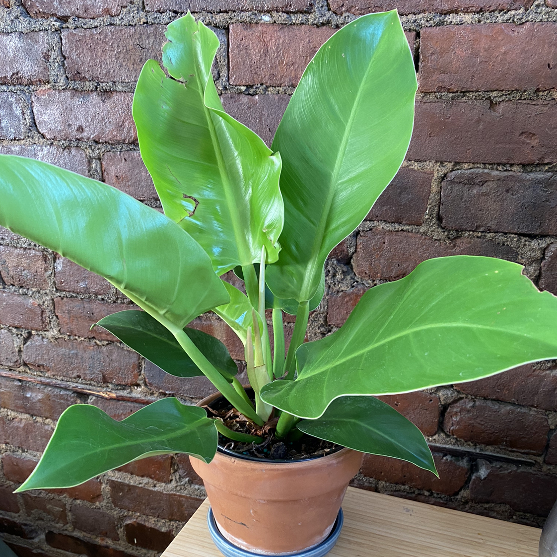Philodendron 'Moonlight' plant in a terracotta pot with vibrant green leaves against a brick wall.