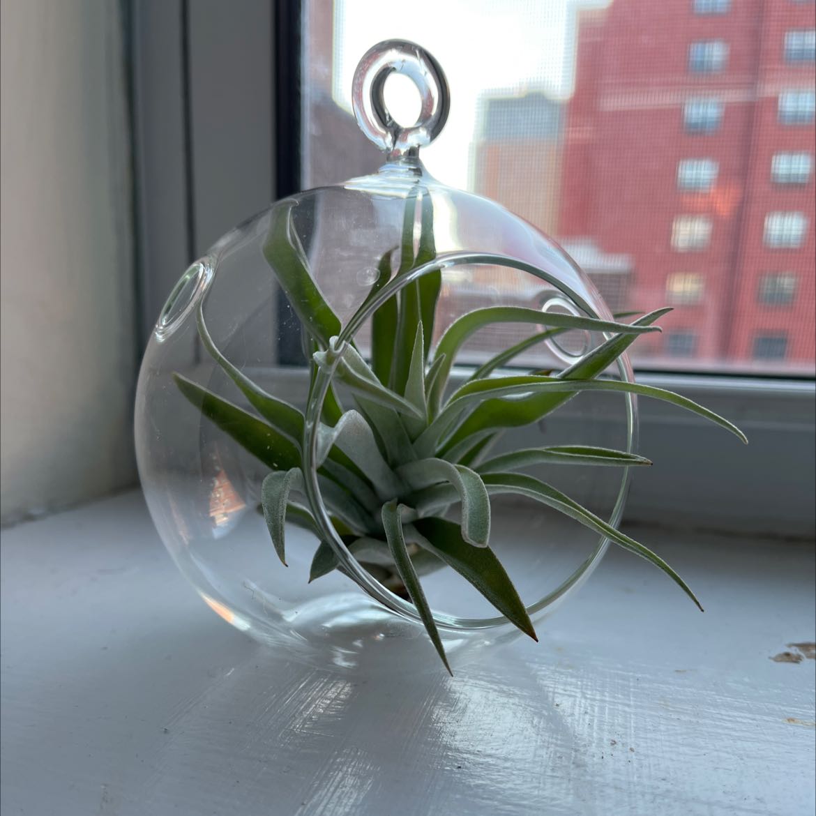 Aeranthos Air Plant in a glass terrarium on a windowsill.