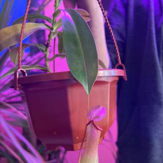 Tropical Pitcher Plant plant in Somewhere on Earth