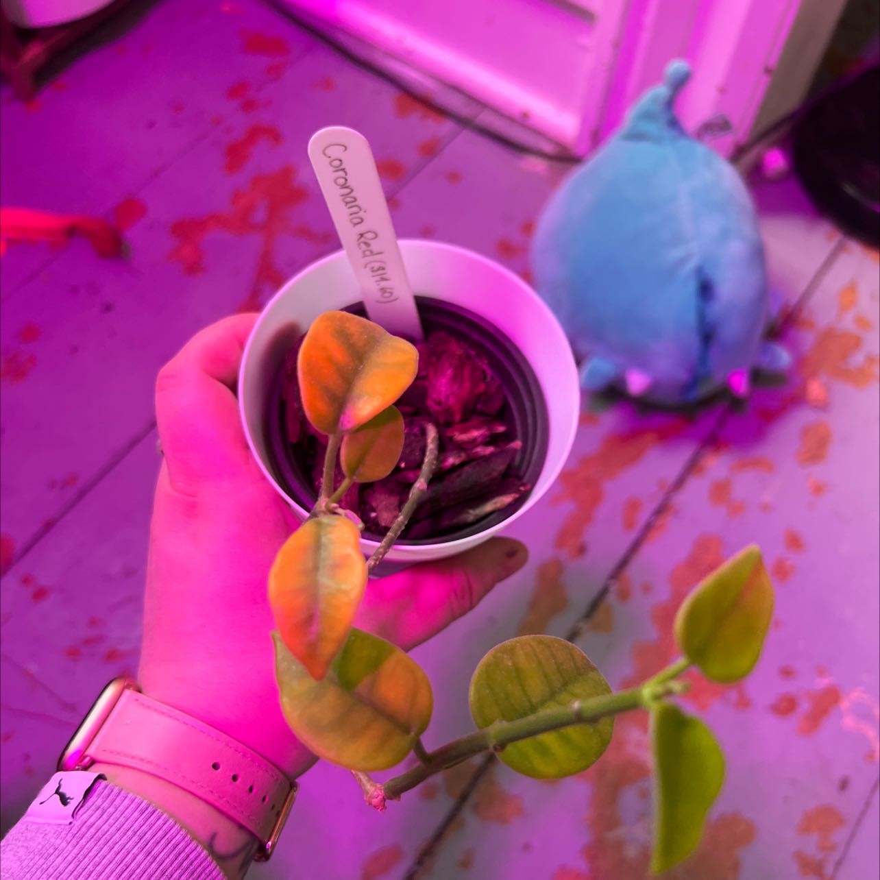 Photo of the plant species Hoya coronaria by @EthicalIvygourd named Einstein on Greg, the plant care app