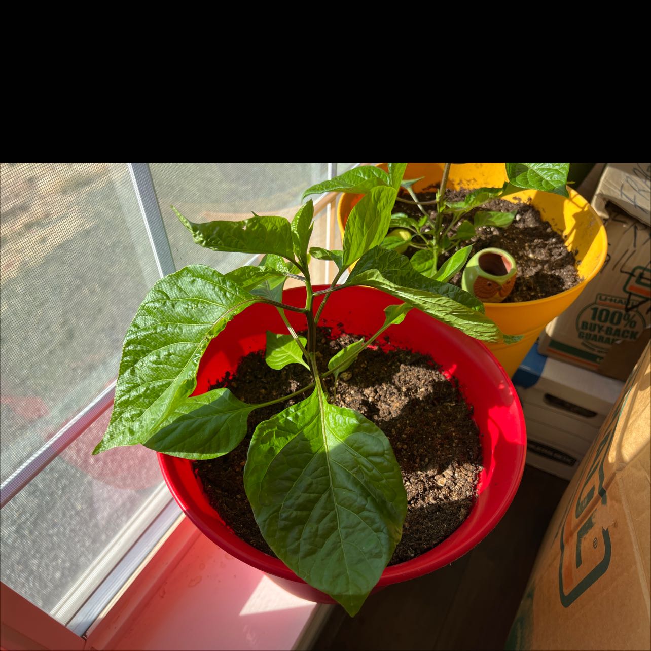 Carolina Reaper plant in a red pot near a window with healthy green leaves.