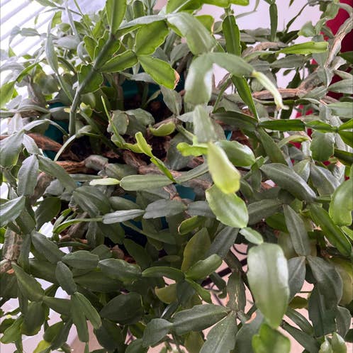 Why Your Christmas Cactus Has Woody Stems