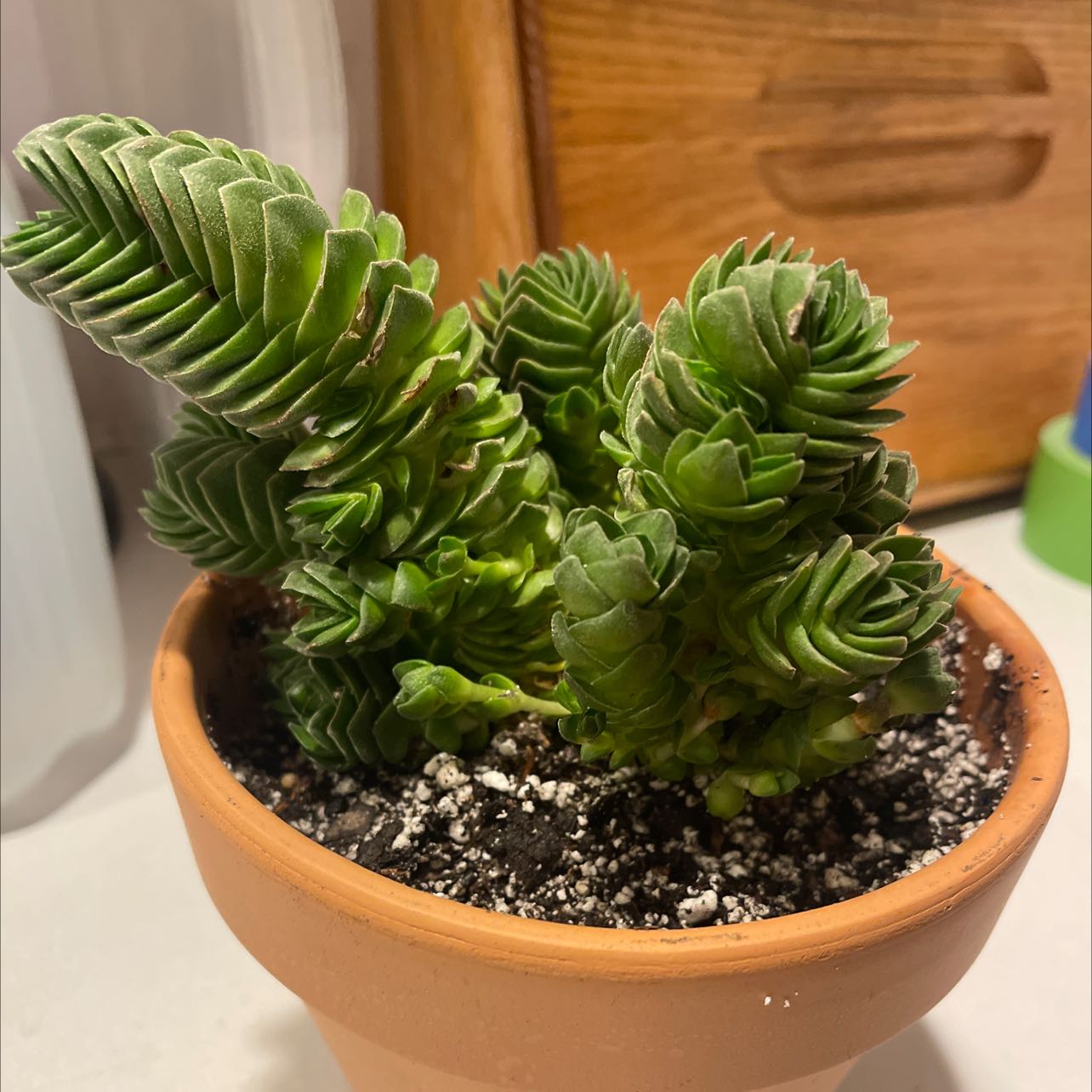Pagoda Mini Jade plant in a terracotta pot with visible soil.