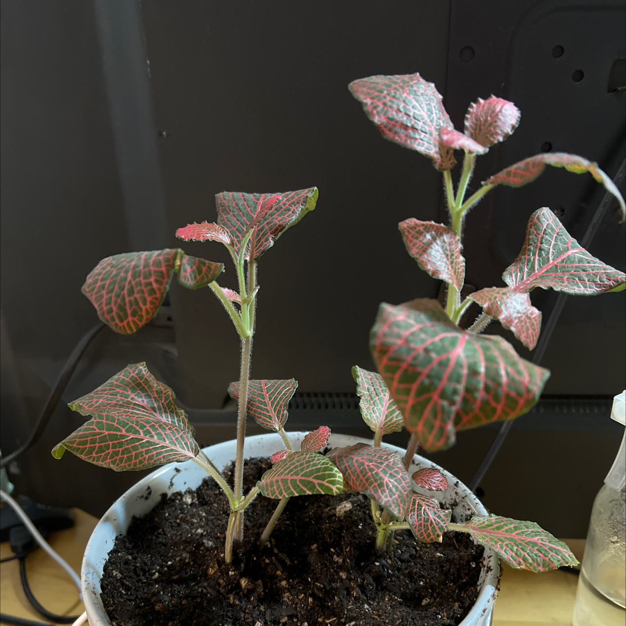 Red Anne Nerve Plant with red-veined leaves in a small pot with visible soil.