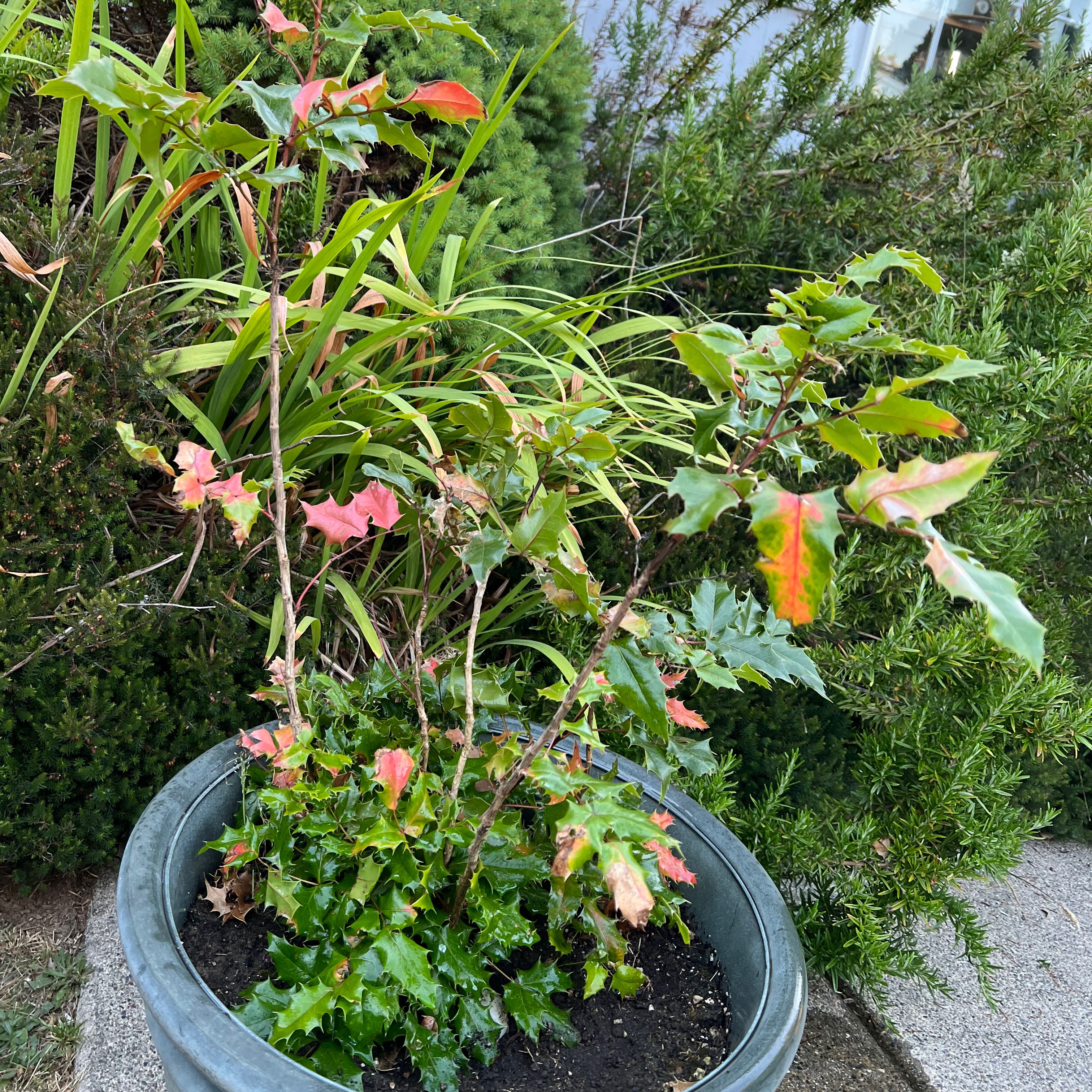 Photo of the plant species Oregon grape by @Trinergy named Nemo on Greg, the plant care app