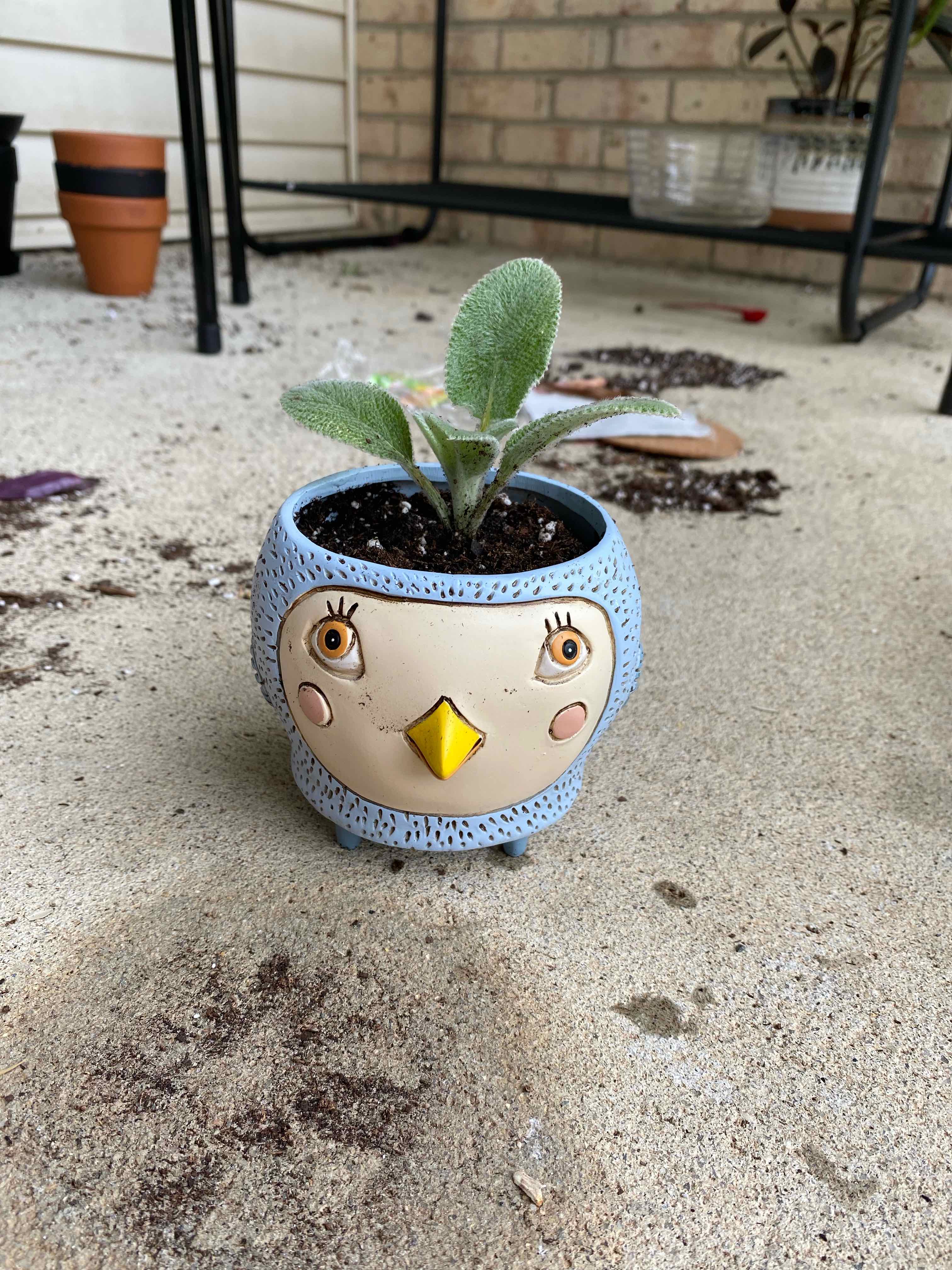 Lamb's Ear plant in a decorative owl-shaped pot with fuzzy, silvery-green leaves.