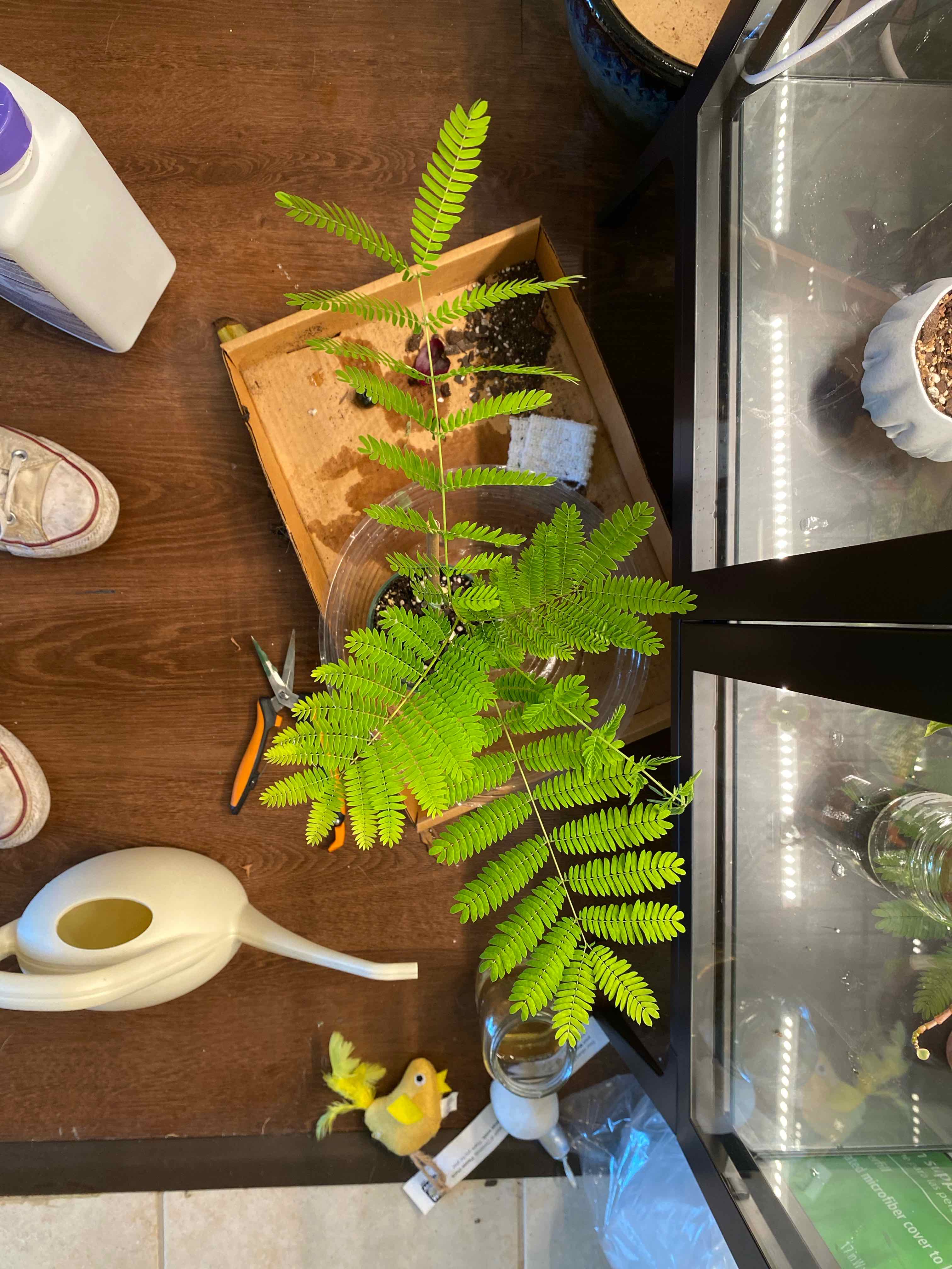 Silk Tree plant with vibrant green leaves, soil visible, well-framed and in focus.
