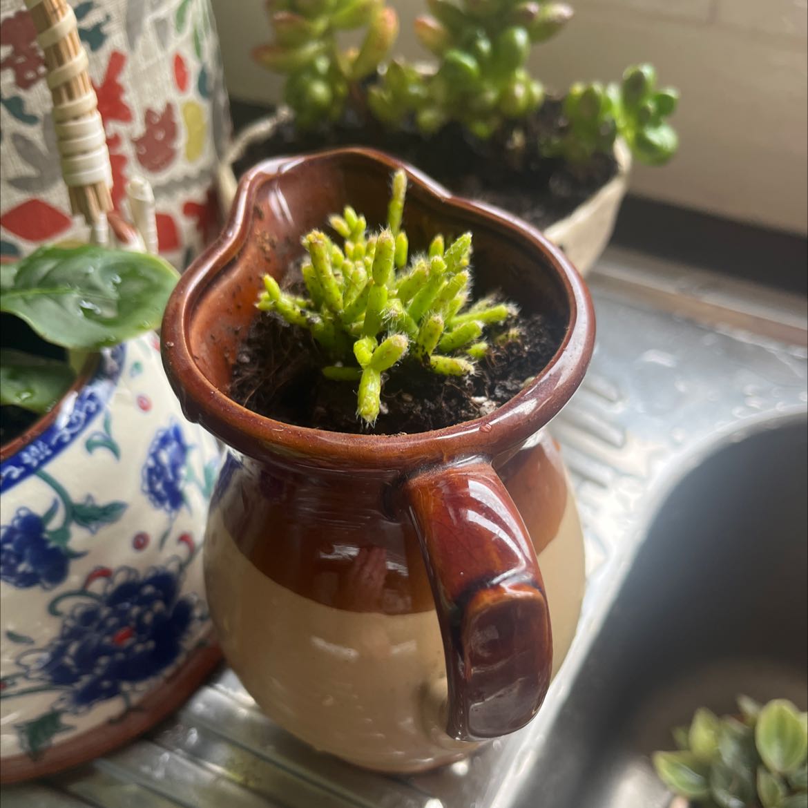 Dancing Bones plant in a brown ceramic pot on a kitchen sink with other plants in the background.