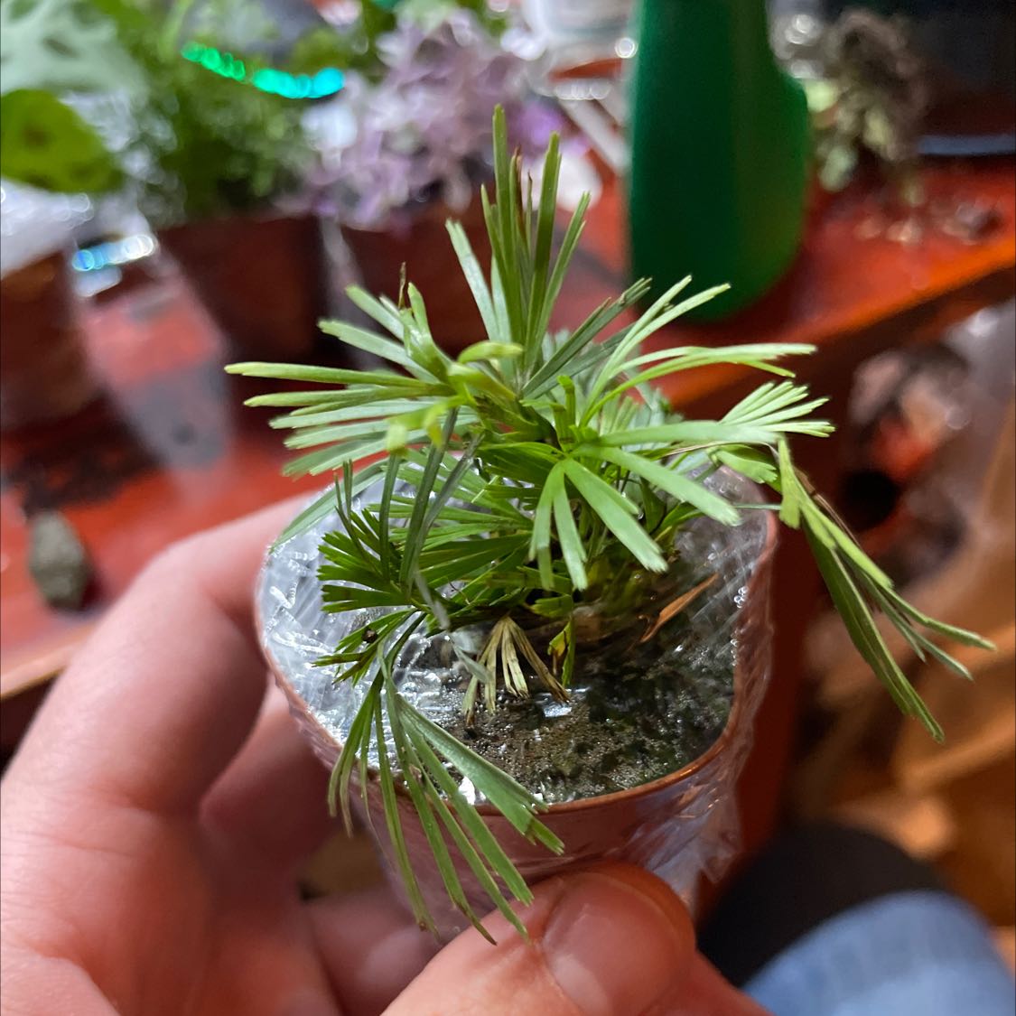 Plant care for Anemia myriophylla on Greg, the plant care app
