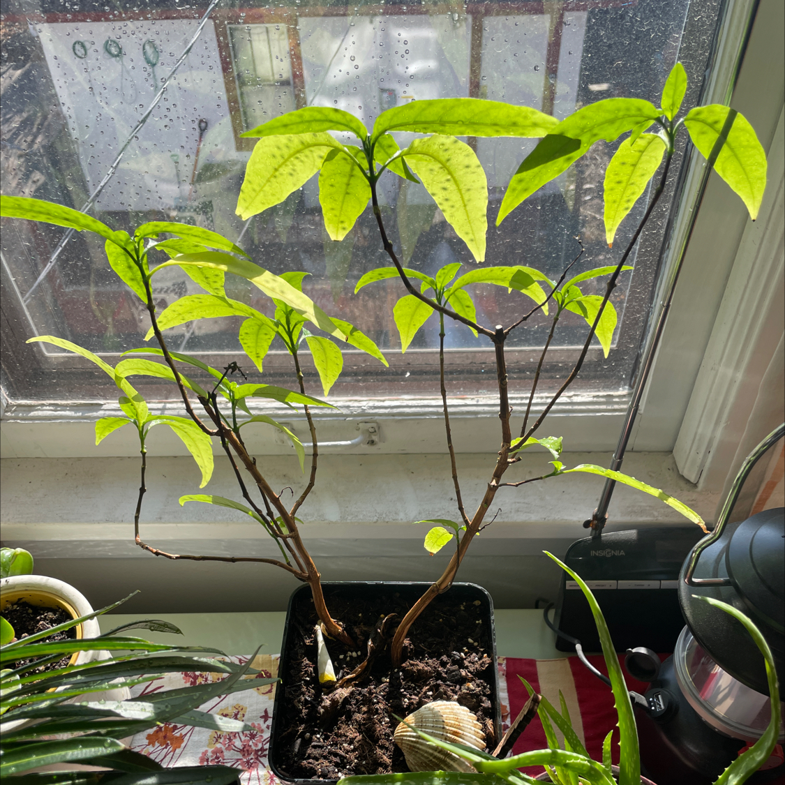 Photo of the plant species Hoan Ngoc by @mikea named Osmo on Greg, the plant care app