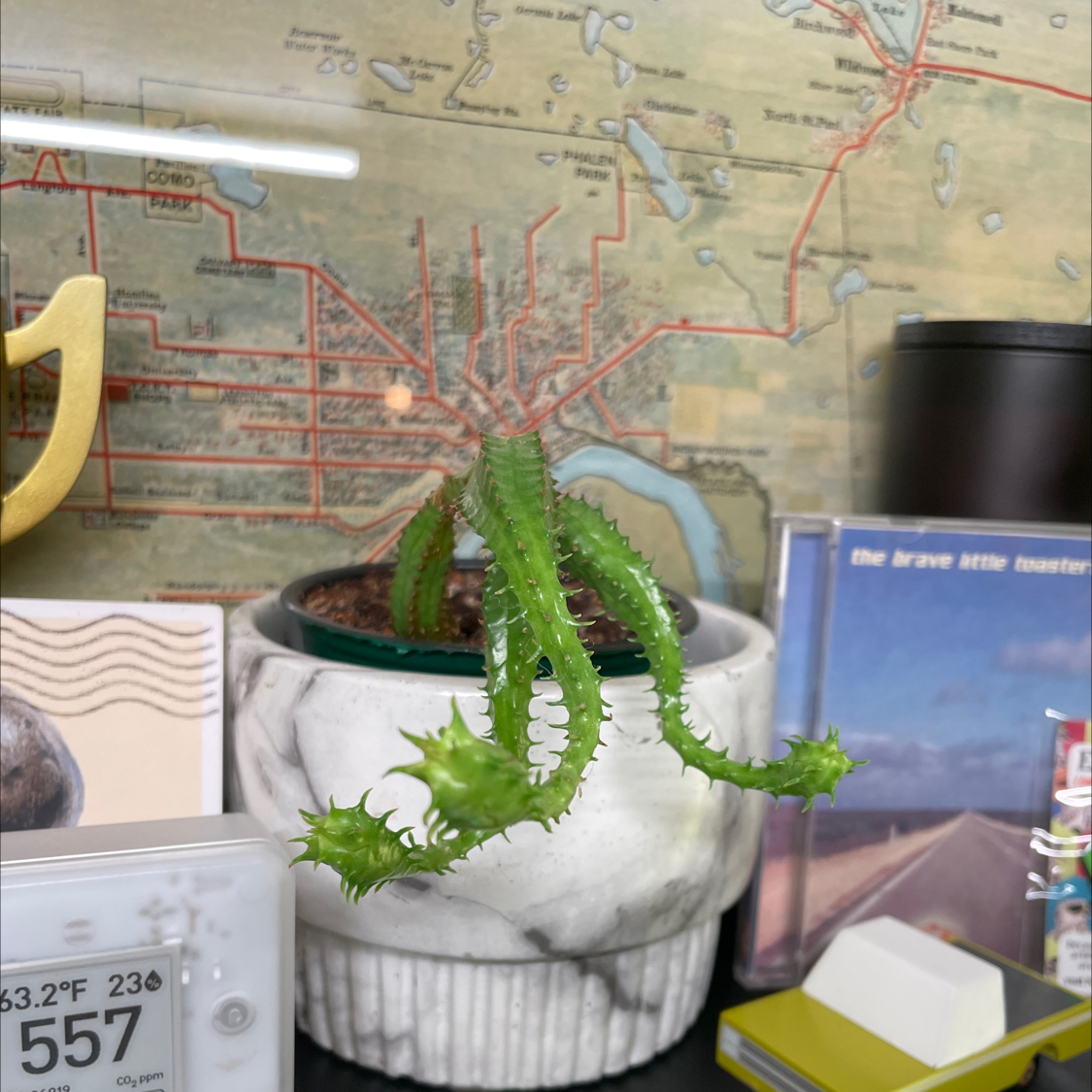Photo of the plant species Variegated Watch Chain by @mikea named Gaga on Greg, the plant care app