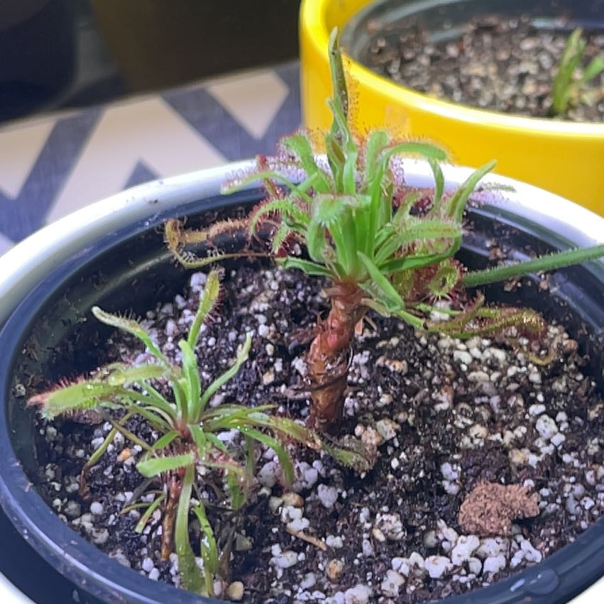 Photo of the plant species Cape Sundew by @mikea named Sol on Greg, the plant care app