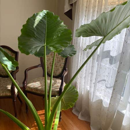 Photo of the plant species Elephant ear by Wondrousguayule named Alocasia on Greg, the plant care app