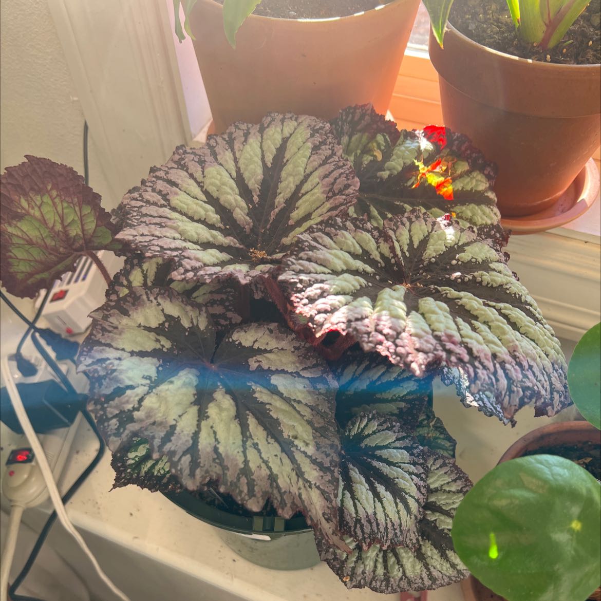 Plant care for Escargot Begonia on Greg, the plant care app