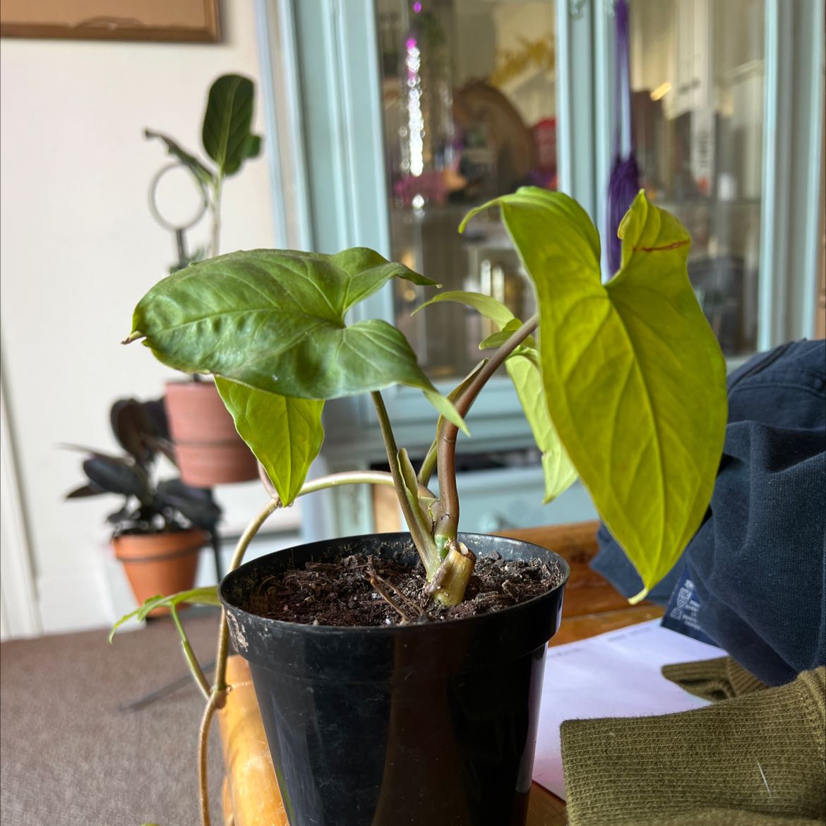 Potted Syngonium aurea plant with some yellow leaves, indoors with visible soil.