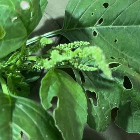 Photo of the plant species Princess Vine by @FreeHopsedge named Spike Leaves on Greg, the plant care app