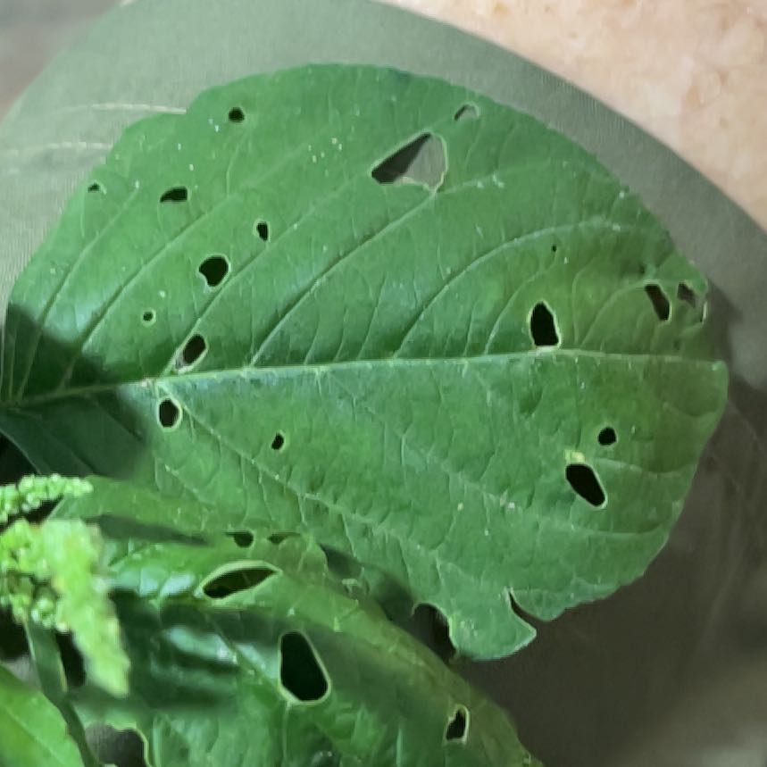Photo of the plant species Careless Weed by @FreeHopsedge named Naomi on Greg, the plant care app