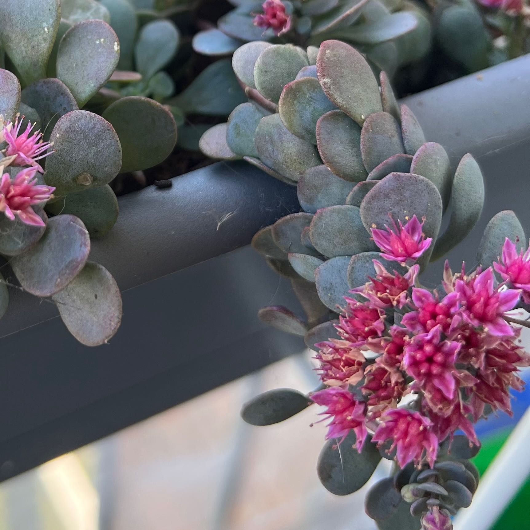 Chinese Sedum plant with small, rounded leaves and clusters of pink flowers.