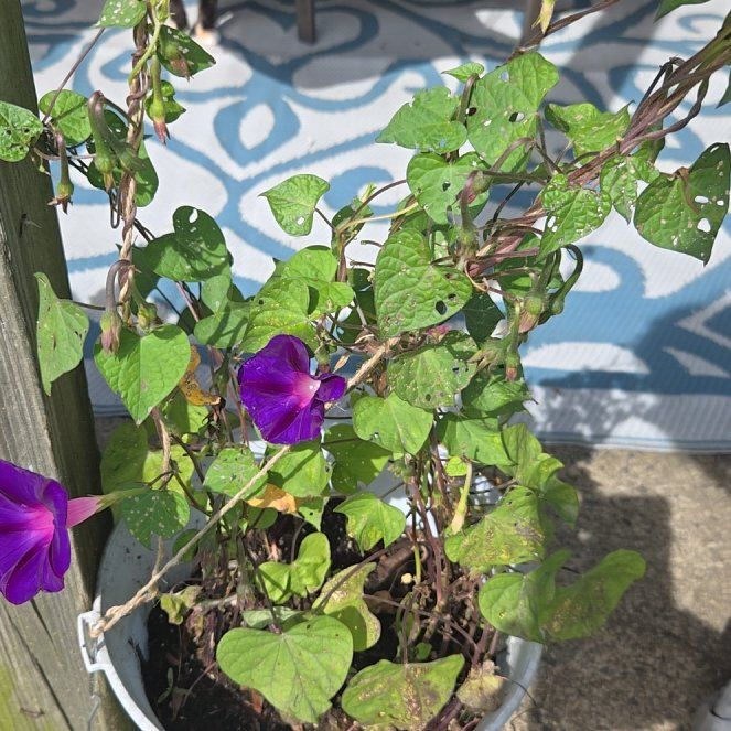 Photo of the plant species Morning Glory by @forestheals named Indi on Greg, the plant care app