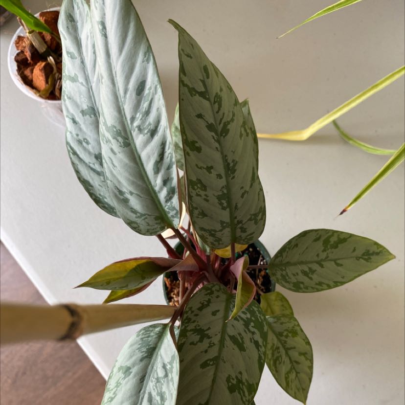 Leaf Erickson