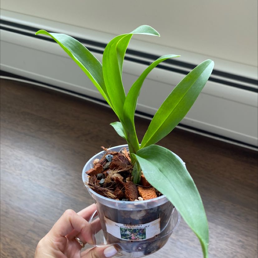 Photo of the plant species Unforgetable Oncidium by @AmbitiousOxlip named Beckham on Greg, the plant care app