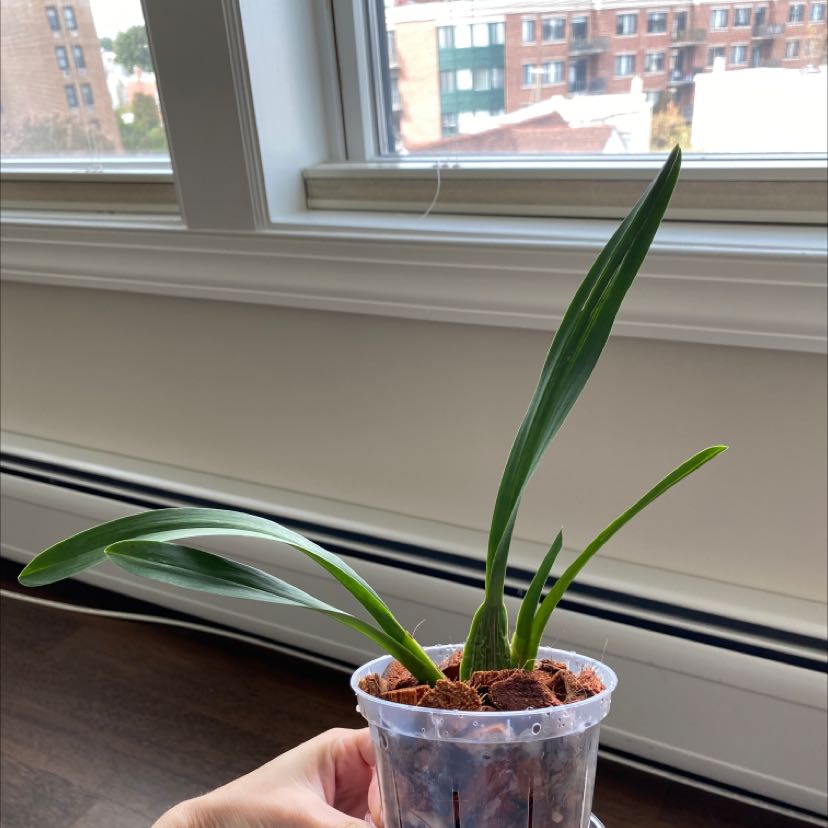 Photo of the plant species Hula Lalau Volcano Queen Orchid by @AmbitiousOxlip named Leonardo on Greg, the plant care app