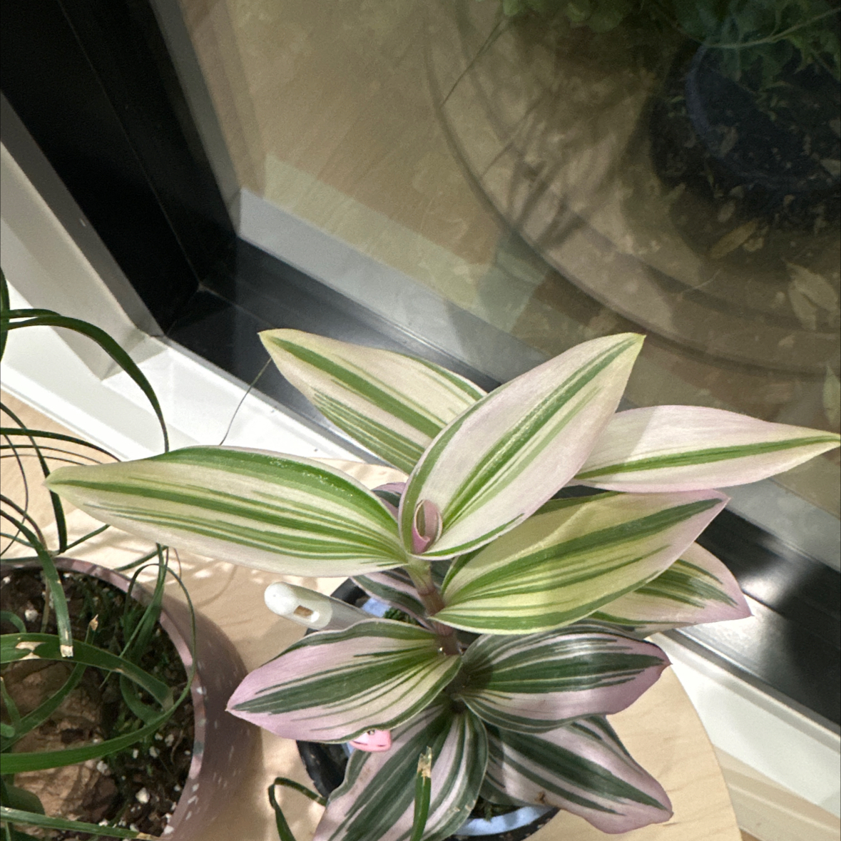 Tradescantia Bubblegum plant with variegated green and pink leaves near a window.