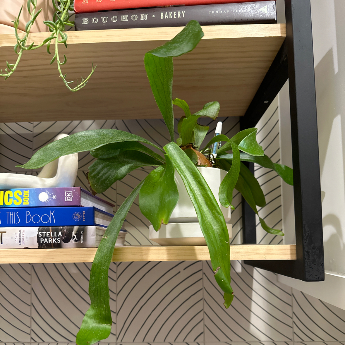 Little Fern