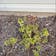 Calculate water needs of Hydrangea Paniculata