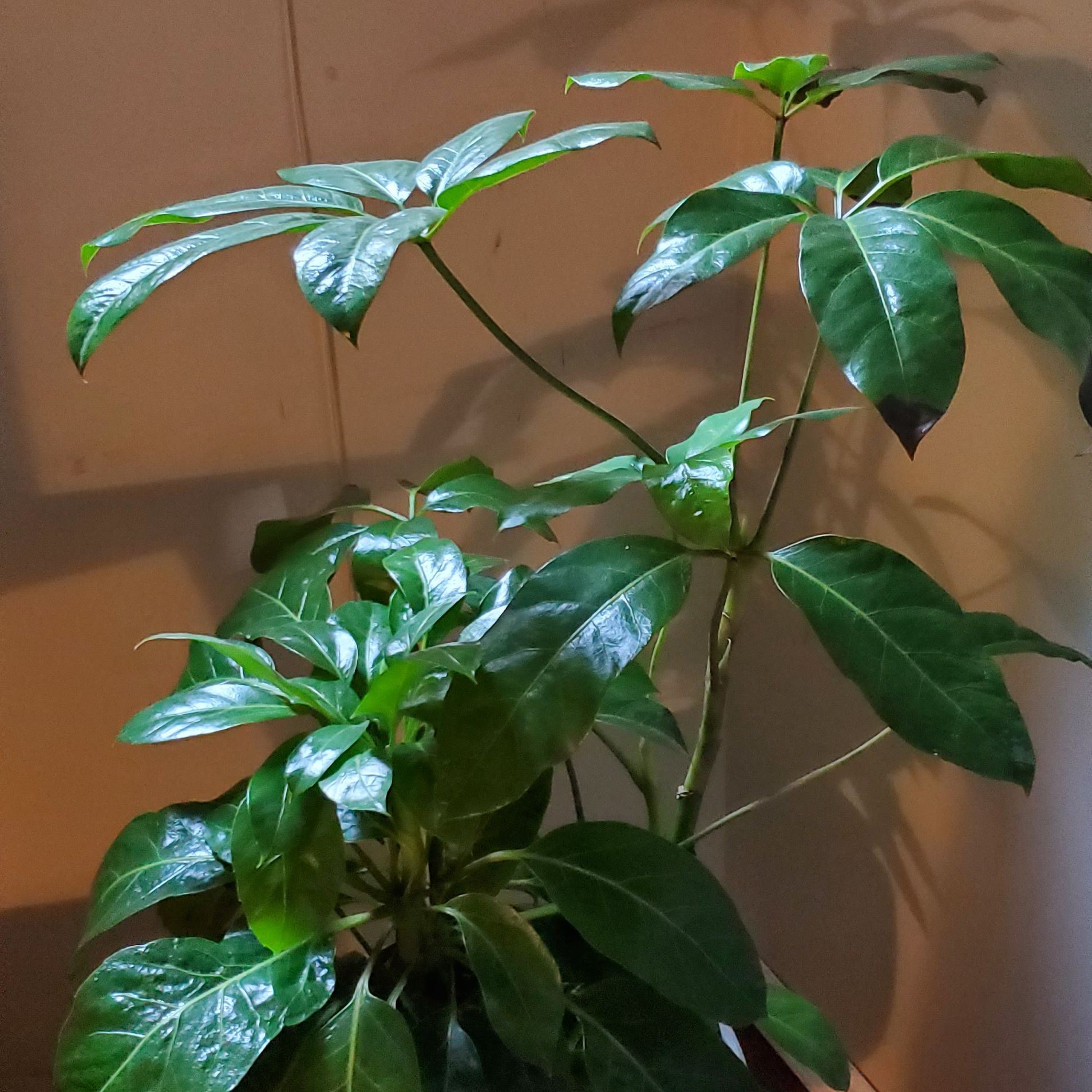 Photo of the plant species Neon Umbrella Tree by @SmallfryLoquat named Schefflera Alpina on Greg, the plant care app