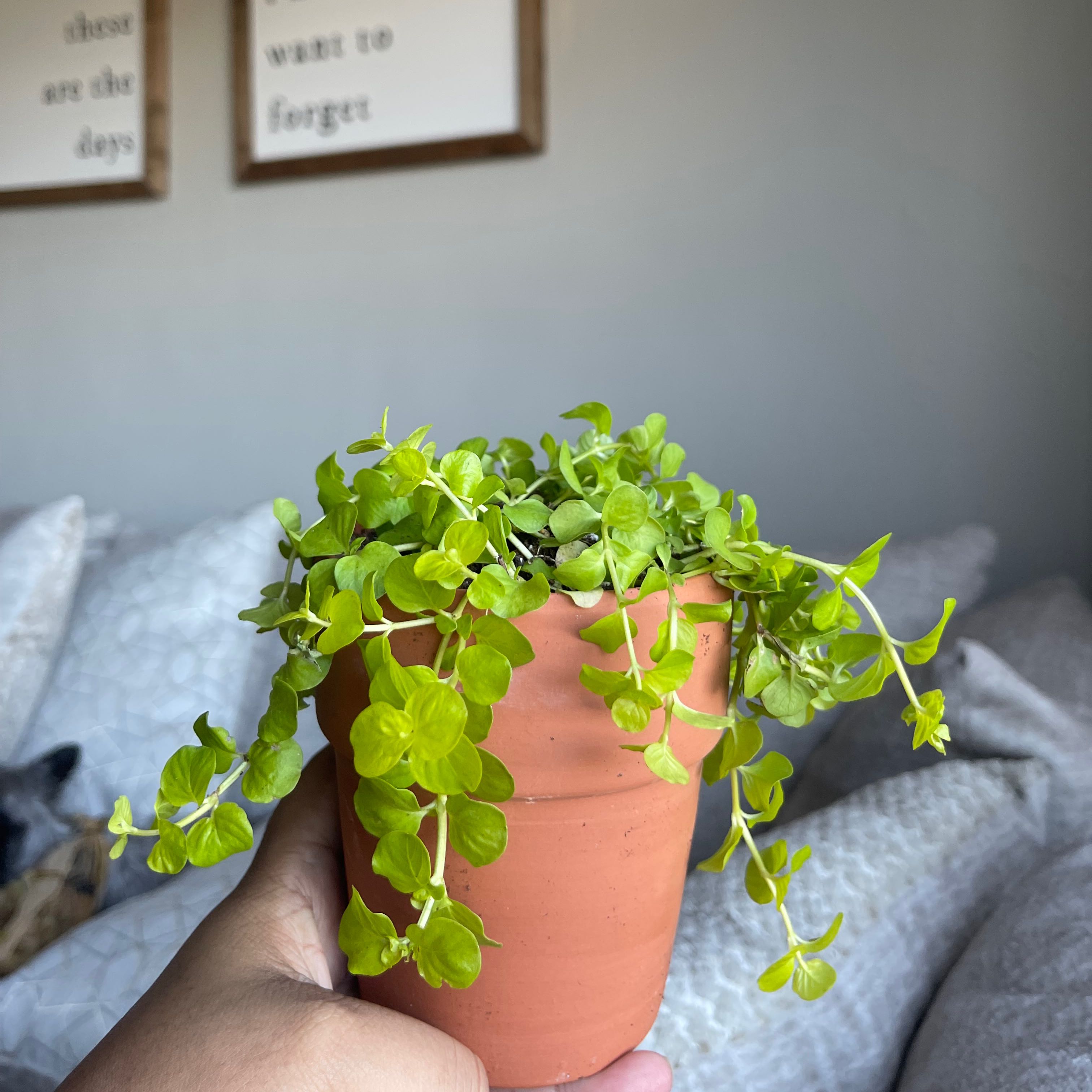 Photo of the plant species Creeping Jenny by @undeadsal named dots on Greg, the plant care app