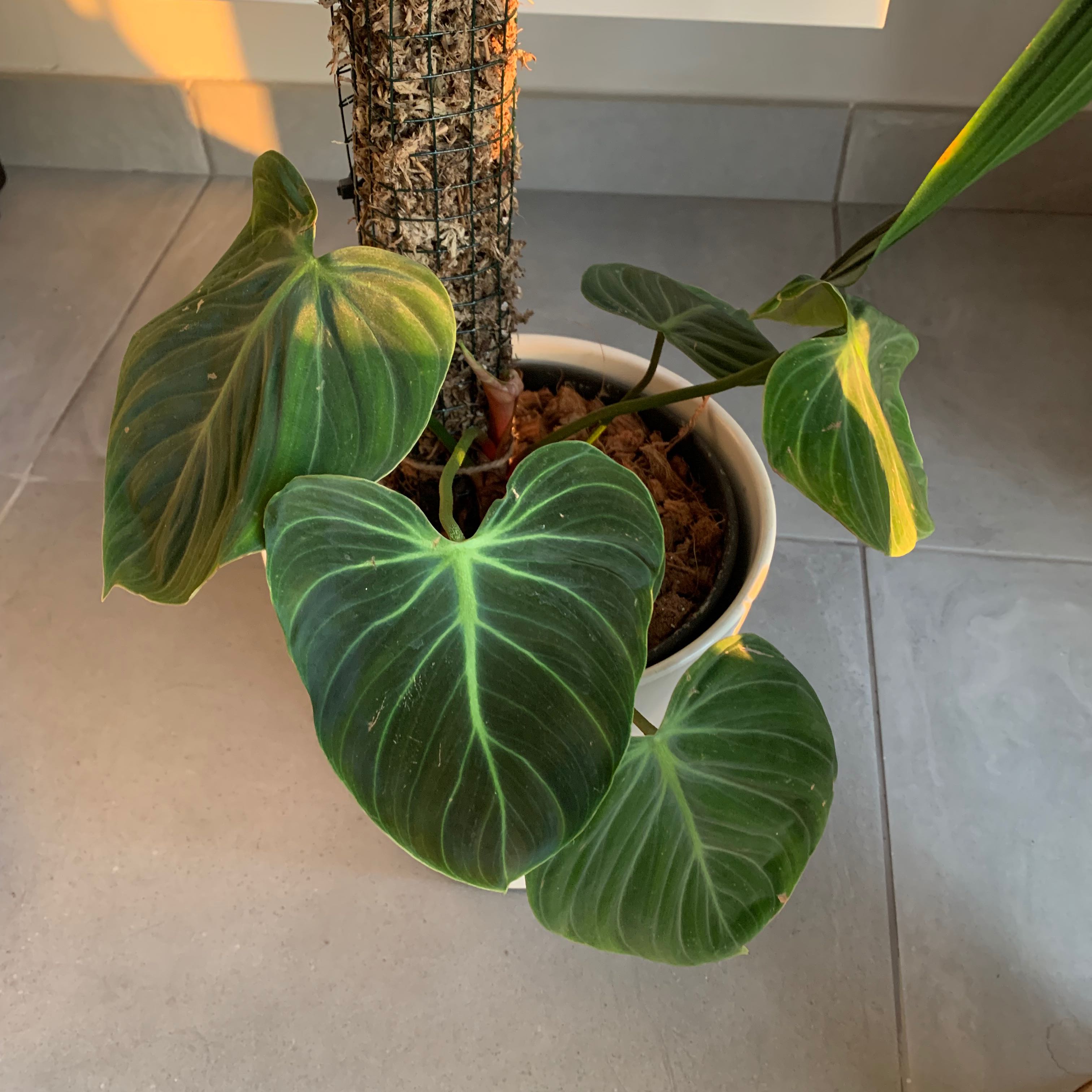 Philodendron El Choco Red plant in a pot with healthy green leaves.