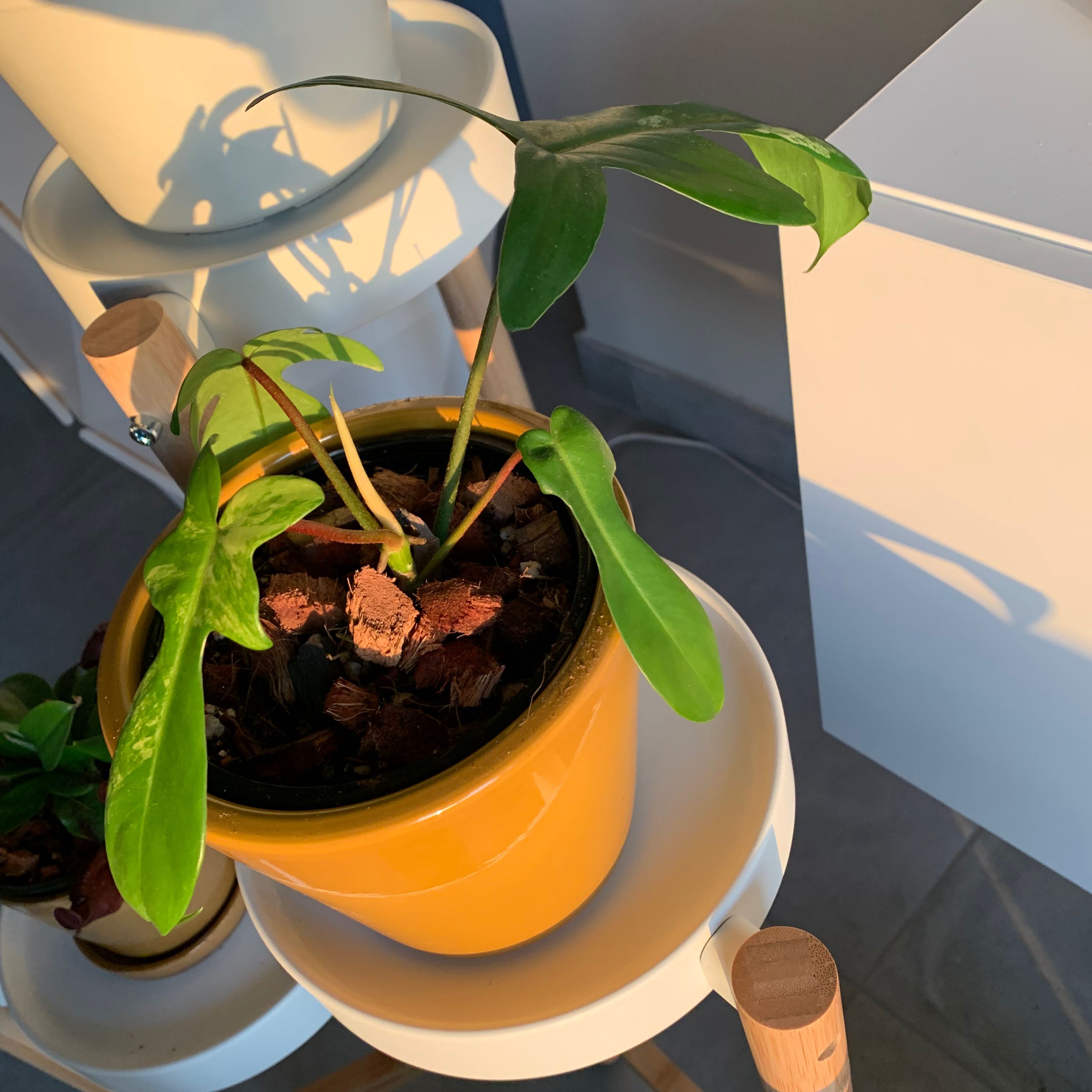 Philodendron 'Florida Beauty' plant in a yellow pot with green leaves and visible soil.