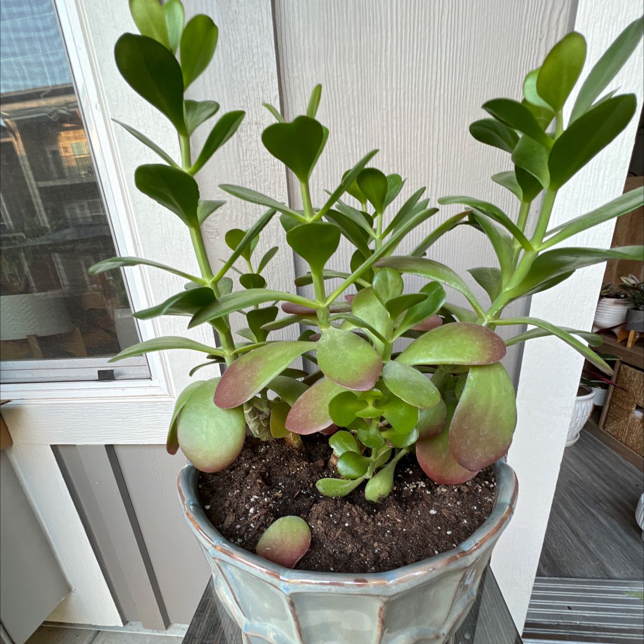 Photo of the plant species Dragon's Blood Clover by @HipFlamelily named Stick Figure on Greg, the plant care app