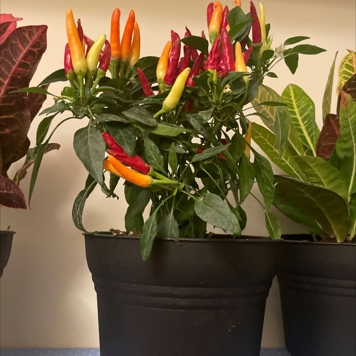 Potted Tabasco Pepper plant with colorful peppers, healthy foliage, and no visible soil.